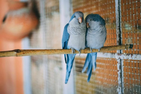 What Are the Best Materials for a DIY Play Structure for Parrots?